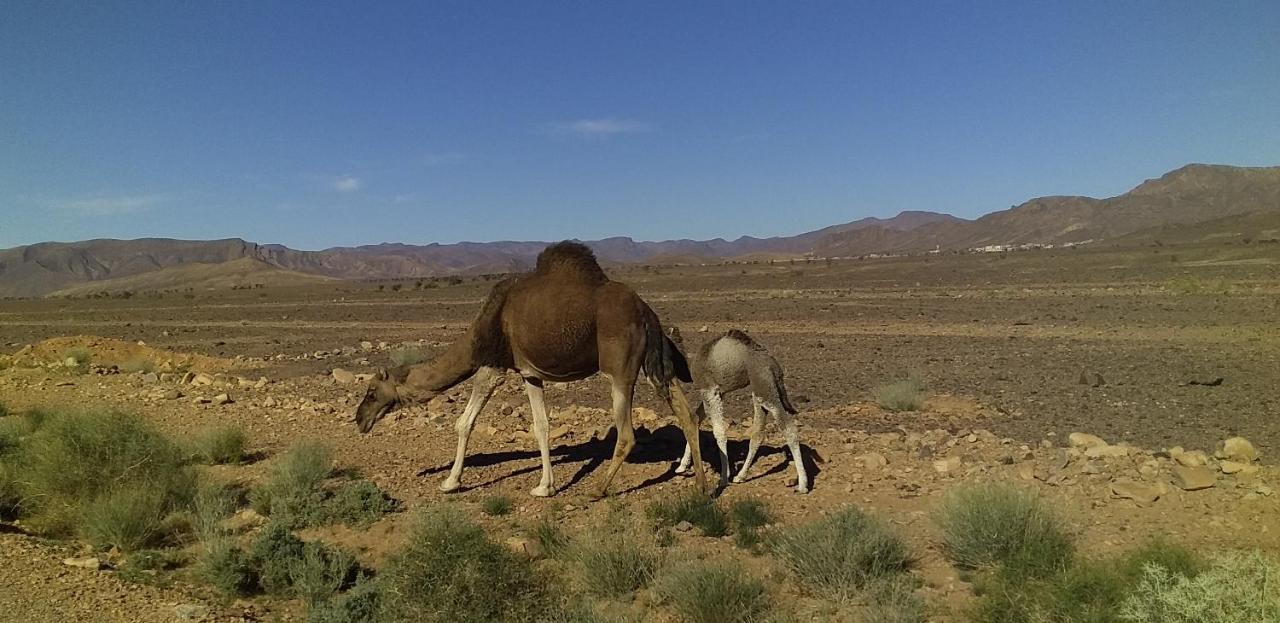 Maison Bedouin Merzouga Hotel Ngoại thất bức ảnh